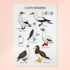 I love boobies - פרינט A3